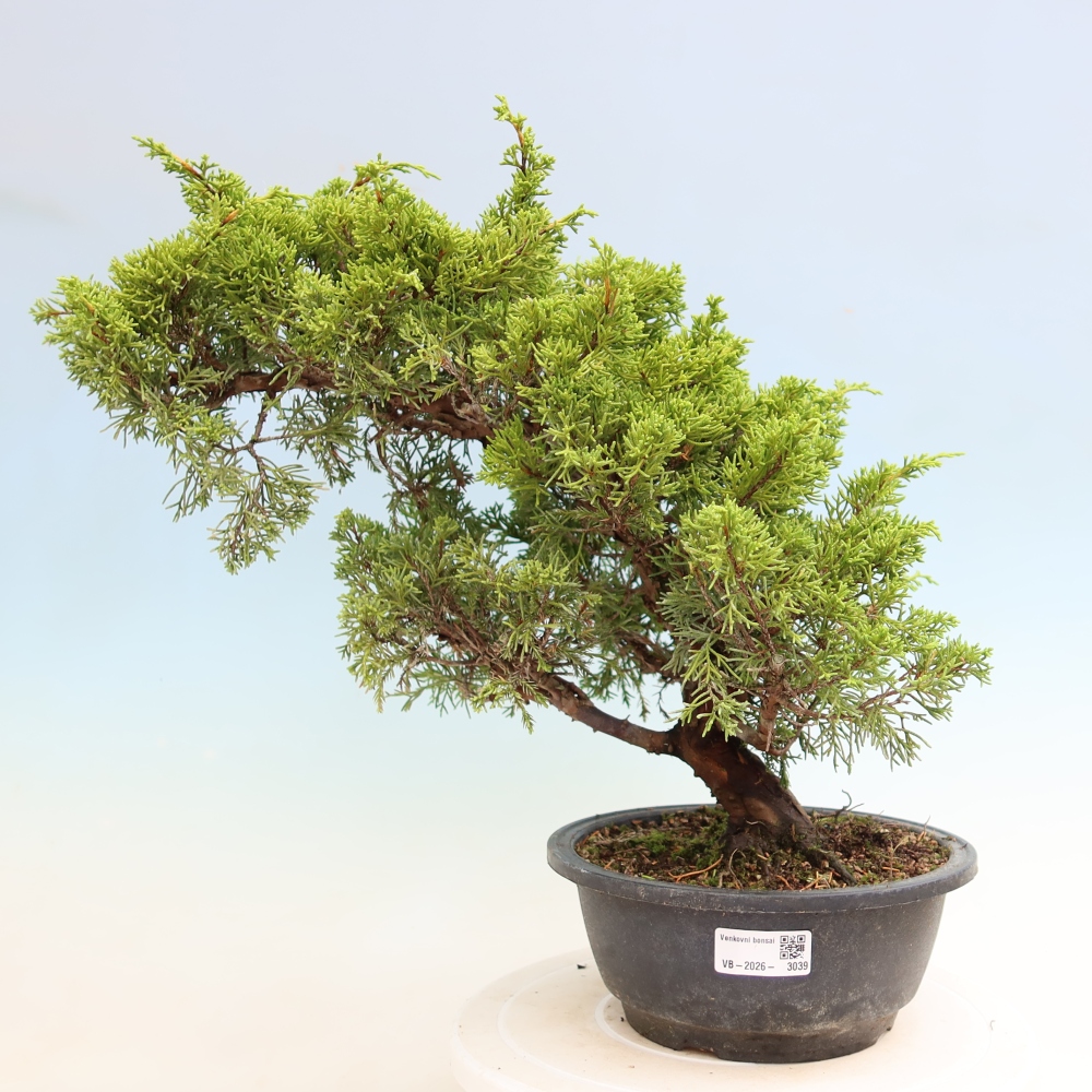 Outdoor Bonsai - Juniperus chinensis Itoigawa - Chinese Juniper