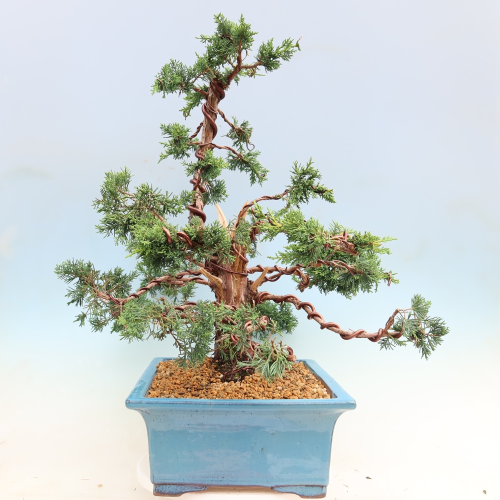 Outdoor bonsai - Juniperus chinensis Kishu