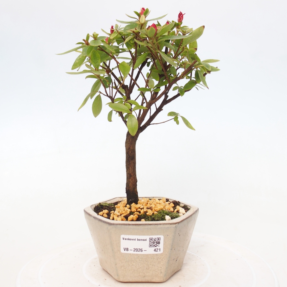 Outdoor bonsai - Japanese azalea - Azalea sp.
