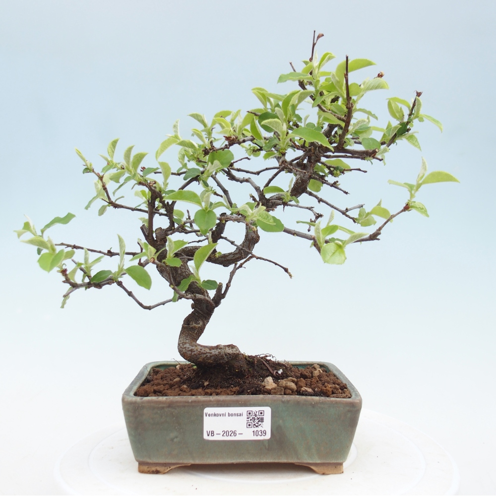 Outdoor bonsai - Chaneomeles chinensis