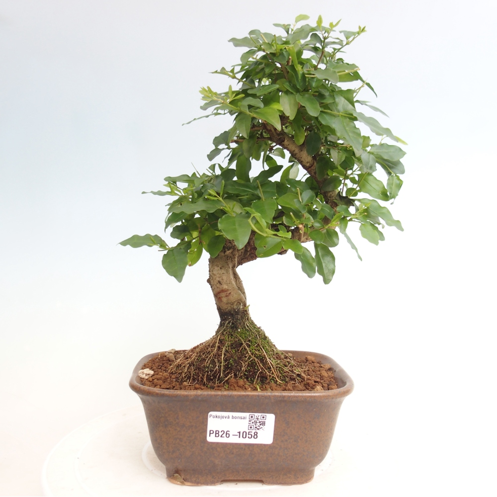 Room bonsai -Ligustrum chinensis - Birds Beak