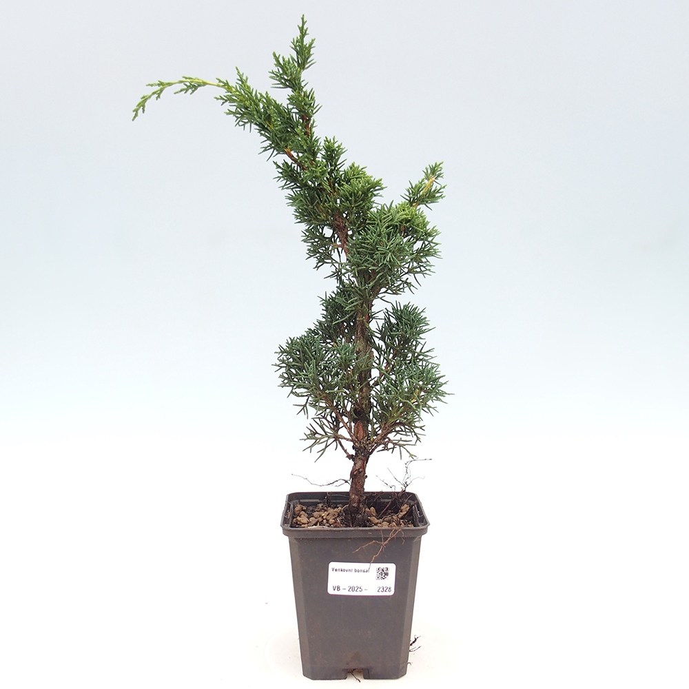 Outdoor bonsai - Juniperus chinensis Kishu - Chinese juniper