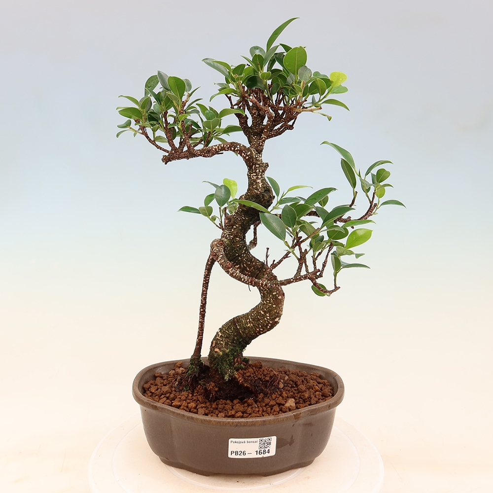 Room bonsai - Ficus retusa - small-leaved ficus