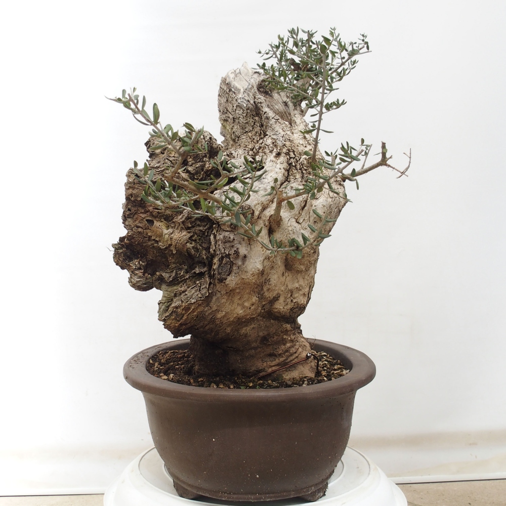 Indoor bonsai - Olea europaea sylvestris - European small-leaved olive oil