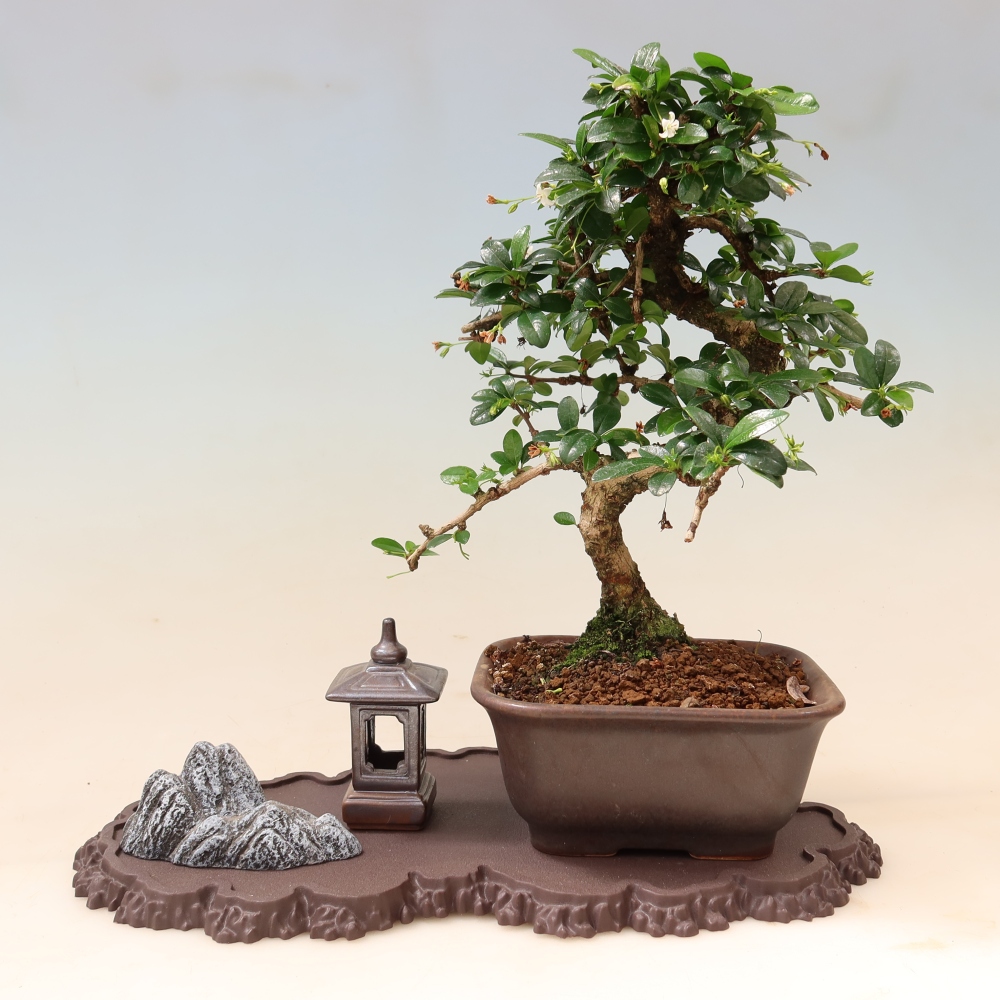 Plastic bonsai stand, 33 x 19 x 1.5 cm, brown