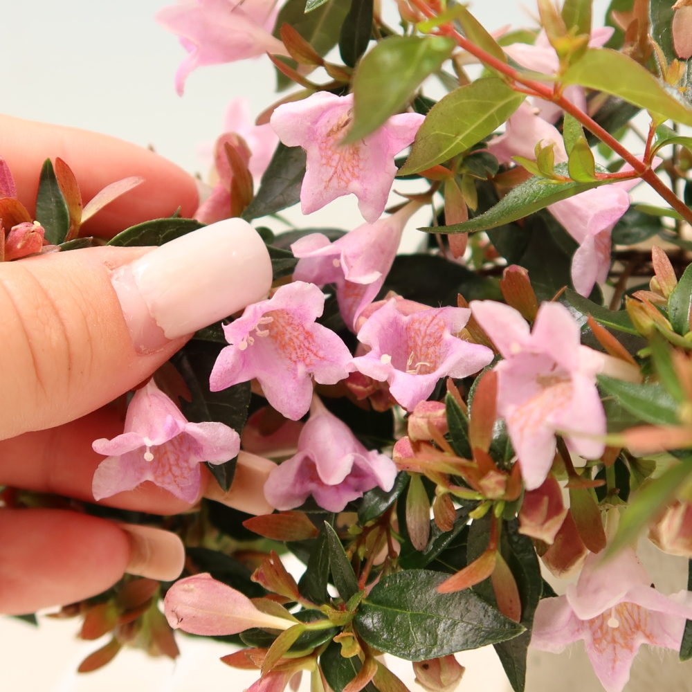 Outdoor Bonsai - Abelia Edward Goucher - Large-flowered Abelia