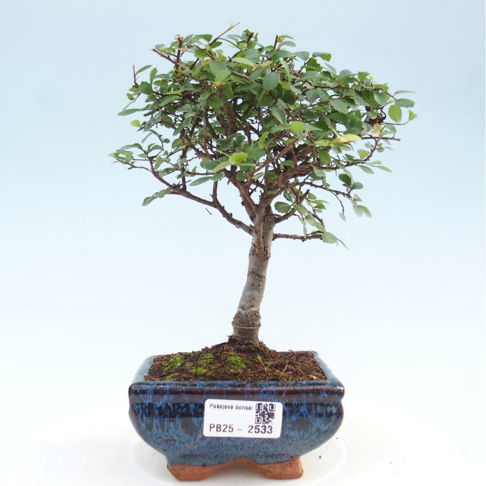 Indoor bonsai - Ulmus parvifolia - Small leaf elm