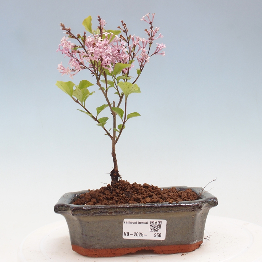 Outdoor bonsai - Syringa Meyeri Palibin - Meyer's Lilac