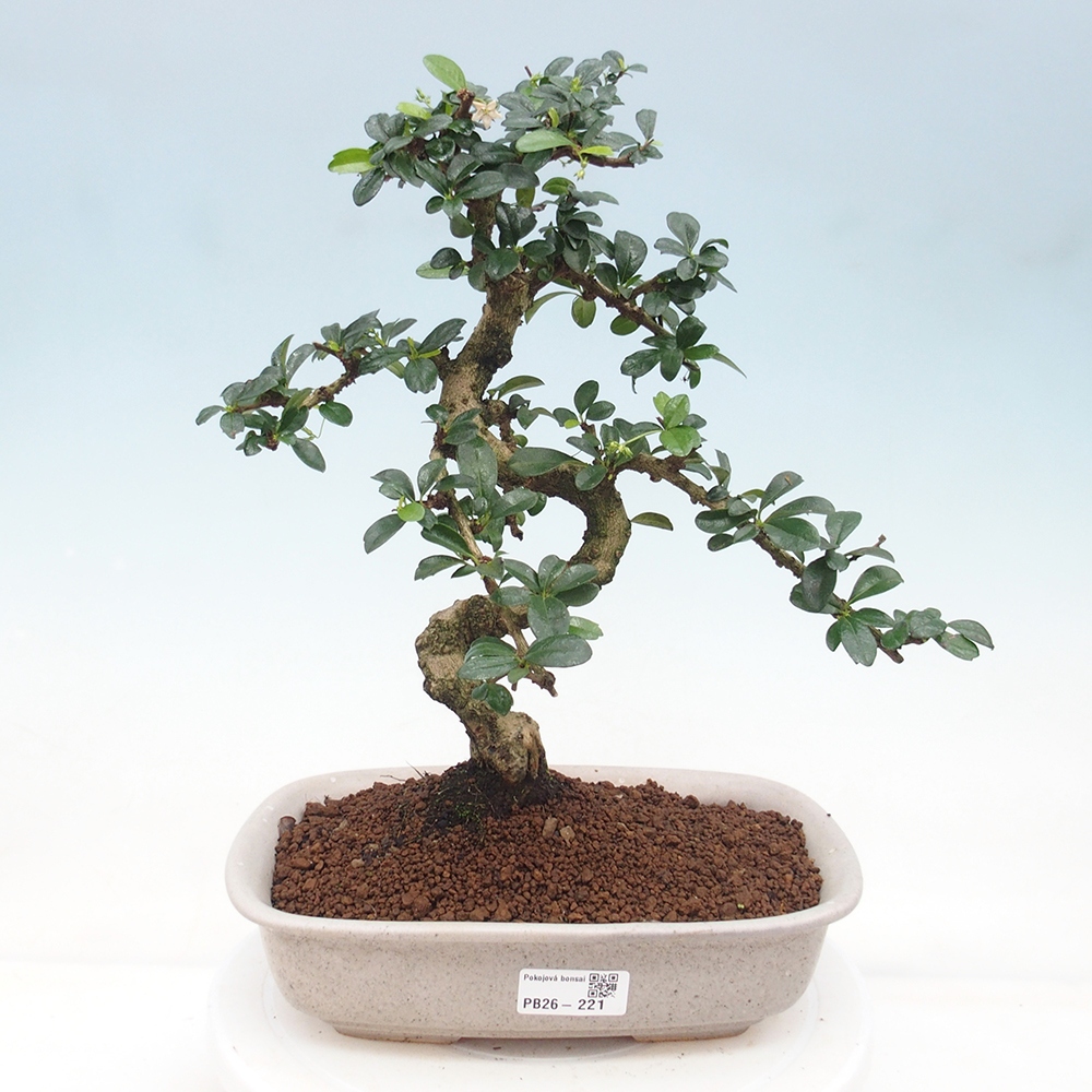 Room bonsai - Carmona macrophylla - Tea fuki