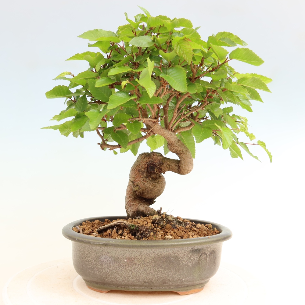 Outdoor bonsai -Carpinus coreana - Korean Hornbeam