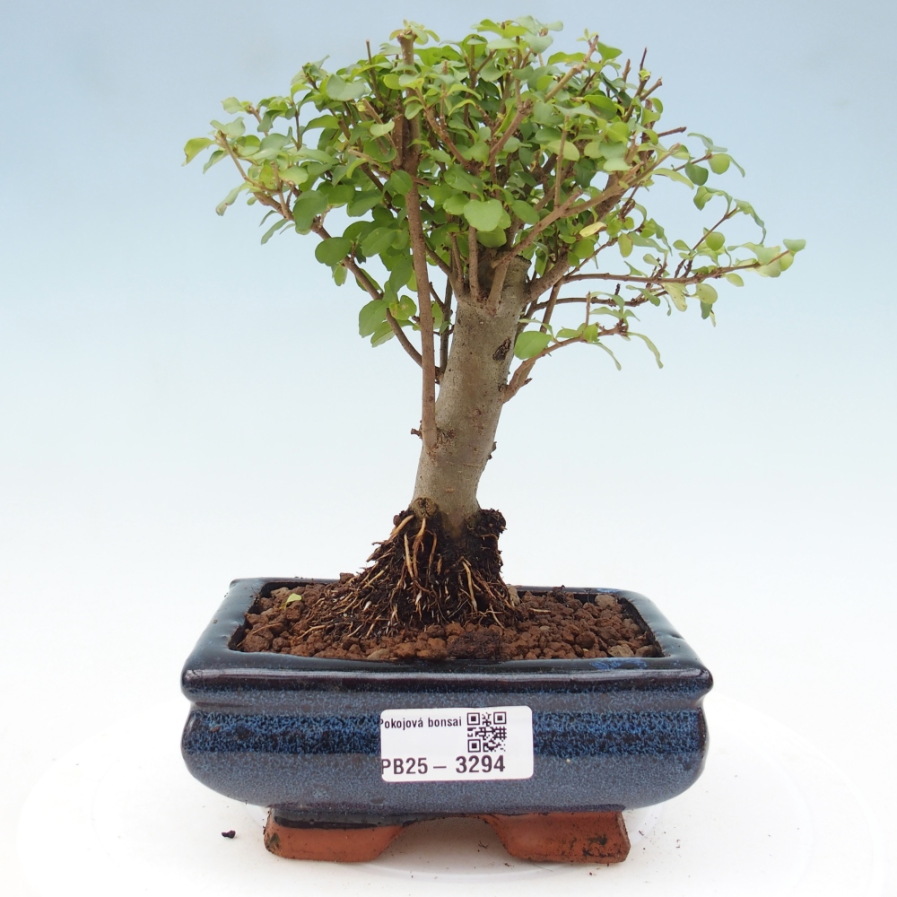 Room bonsai -Ligustrum chinensis - Birds Beak