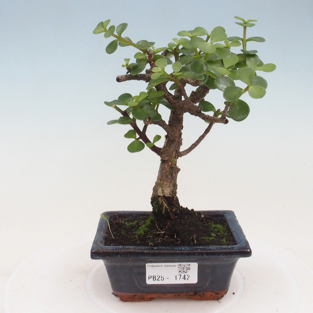 Indoor bonsai - Portulakaria Afra - Tlustice