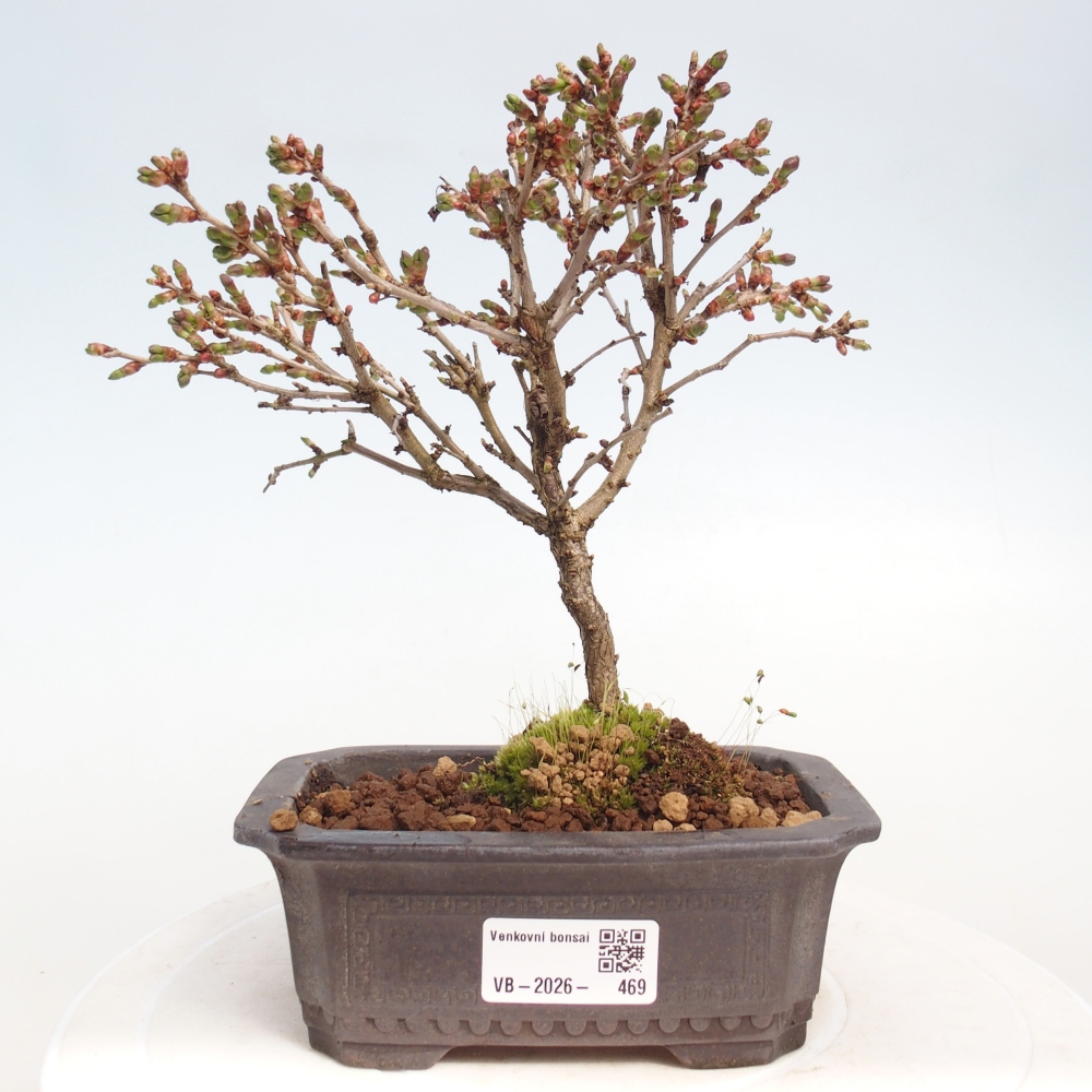 Outdoor bonsai - Prunus incisa Kojou-no mai-Plivon cut out