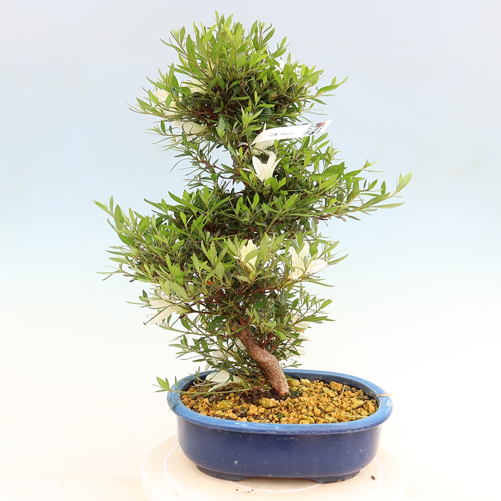 Outdoor bonsai - Japanese Azalea - Azalea Hakurin