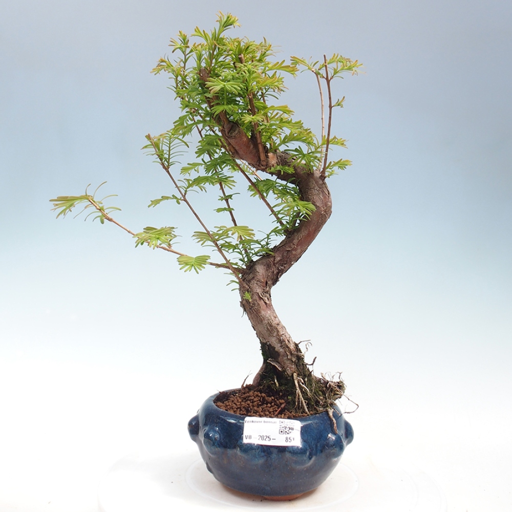 Outdoor bonsai - Metasequoia glyptostroboides - Chinese Metasequoia