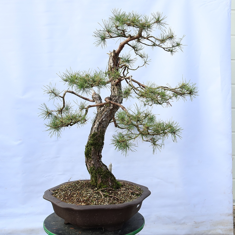 Pinus sylvestris Spain - Scots pine