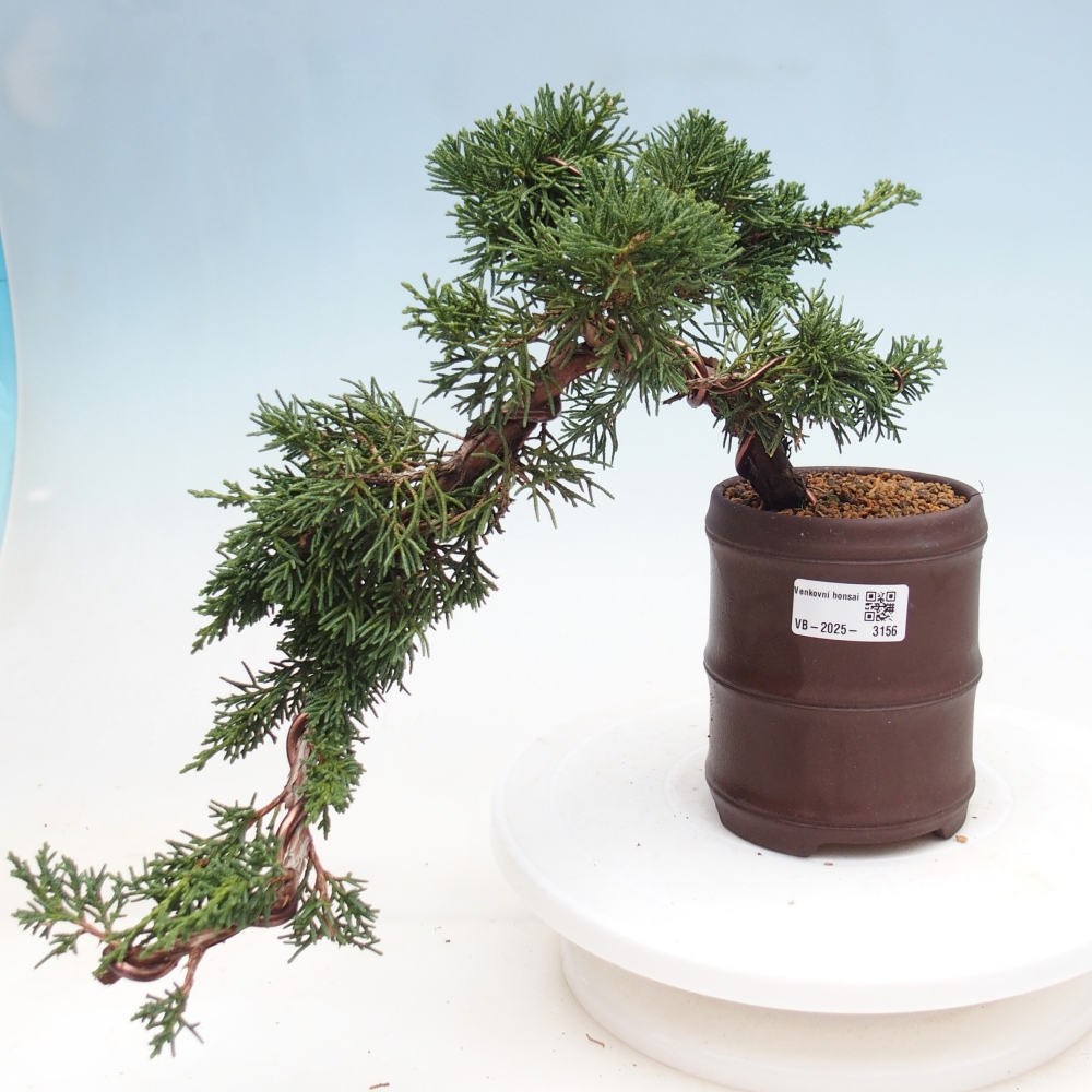 Outdoor bonsai - Juniperus chinensis Kishu - Chinese Juniper