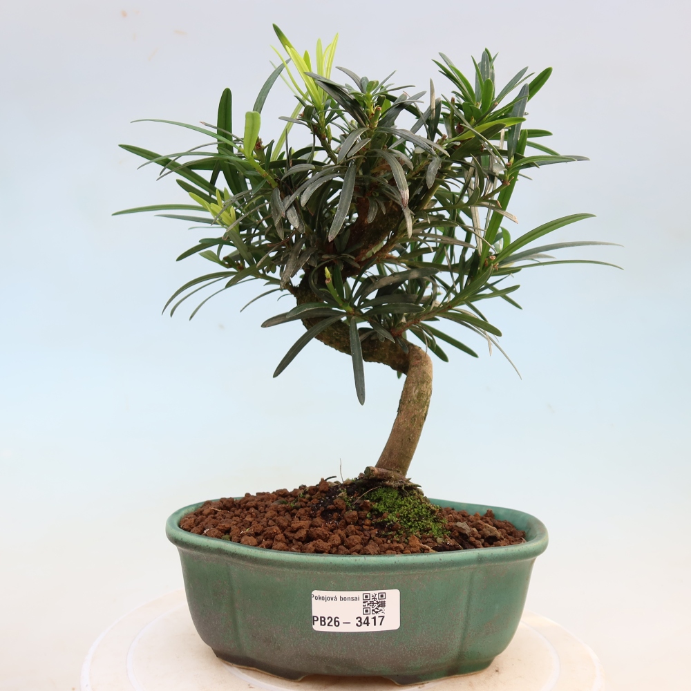 Room bonsai - Podocarpus - Stone Yew