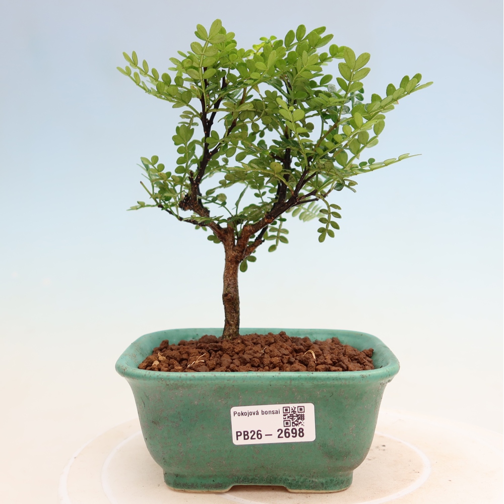 Room bonsai - Zantoxylum piperitum - pepper tree