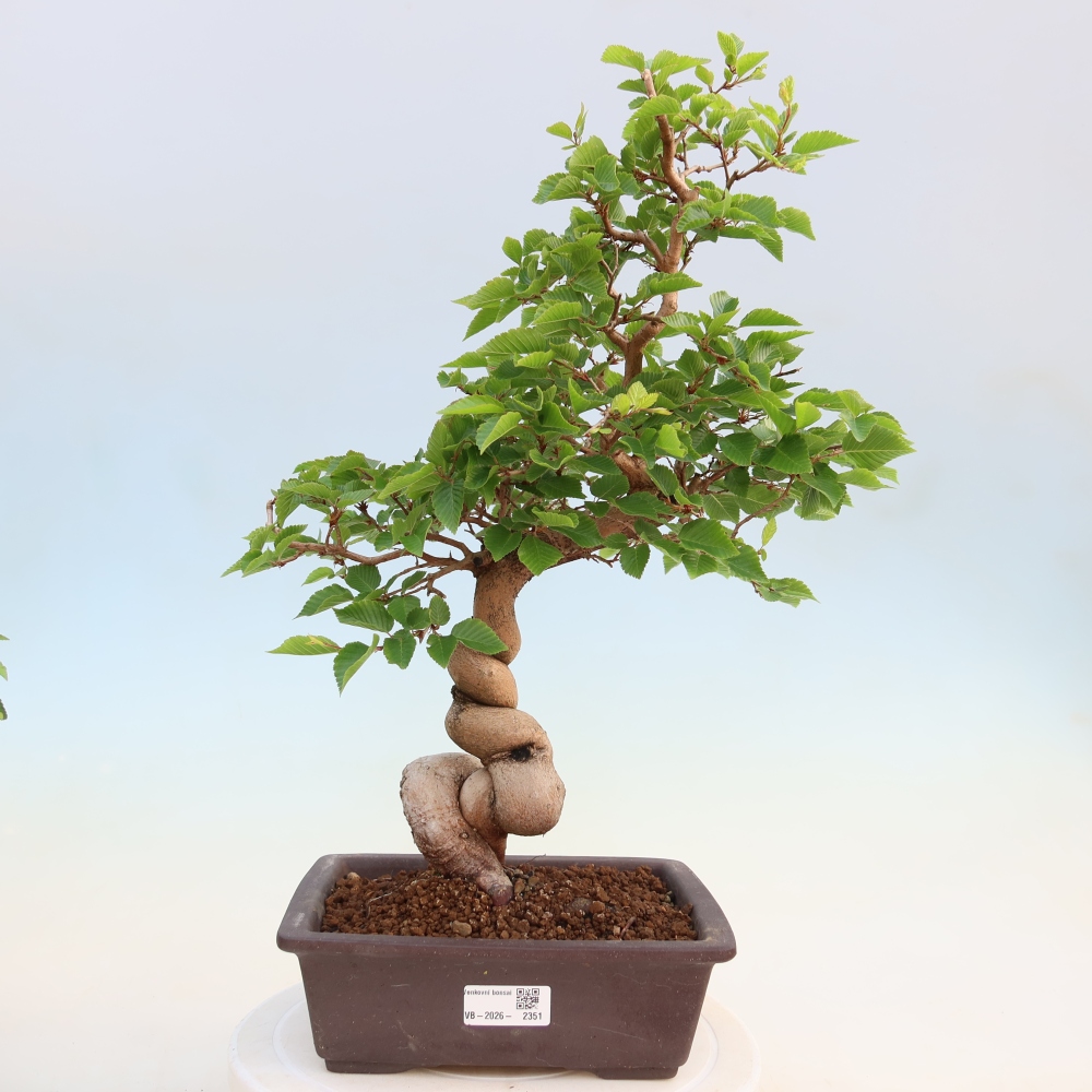 Outdoor bonsai -Carpinus coreana - Korean Hornbeam