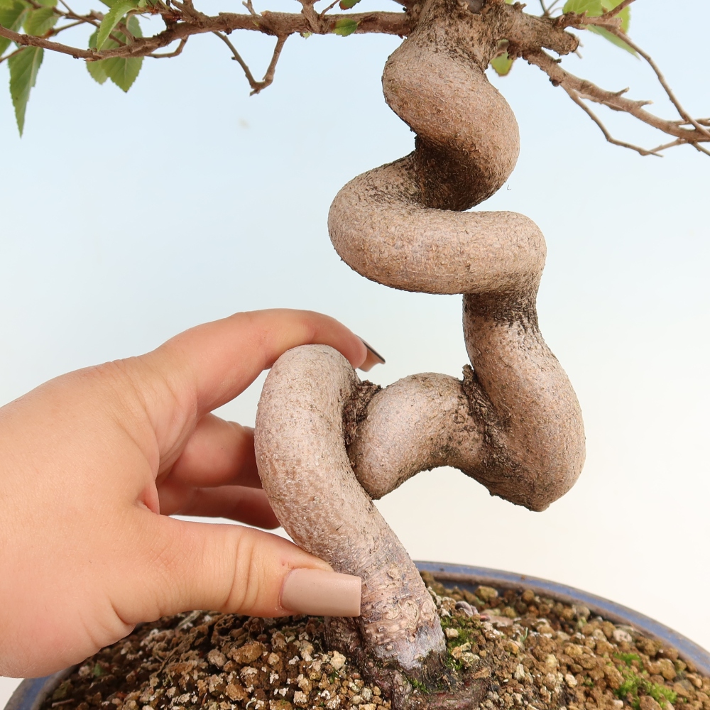 Outdoor bonsai -Carpinus CARPINOIDES - Korean Hornbeam