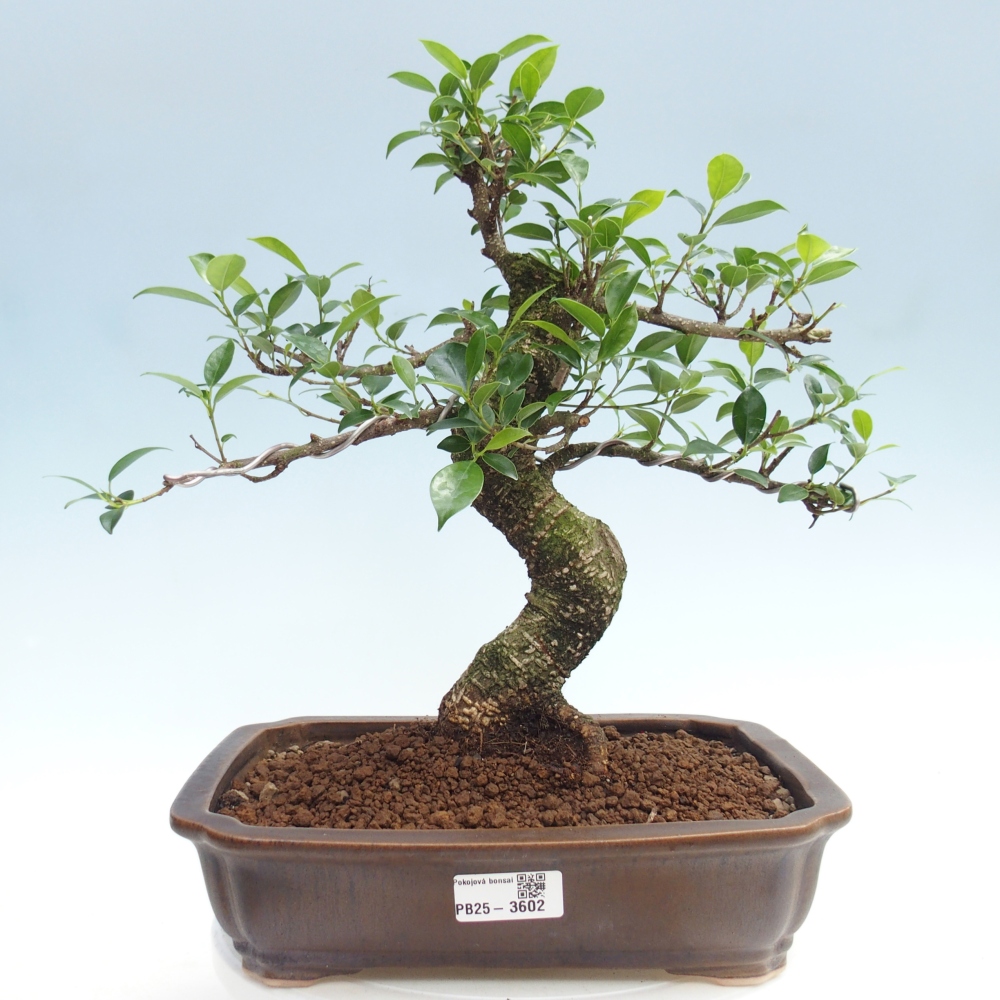 Room bonsai - Ficus kimmen - small-leaved ficus