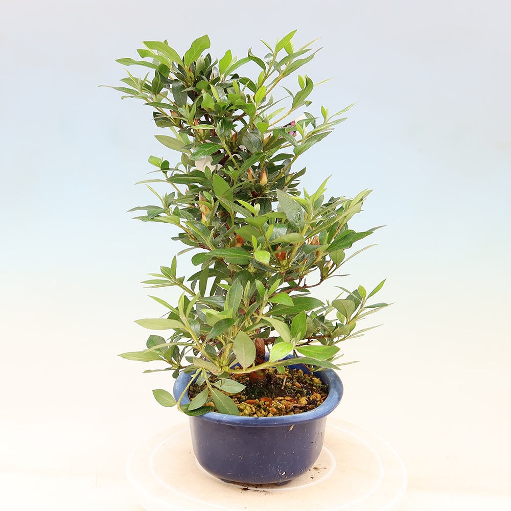 Outdoor bonsai - Japanese Azalea - Azalea Shinsei
