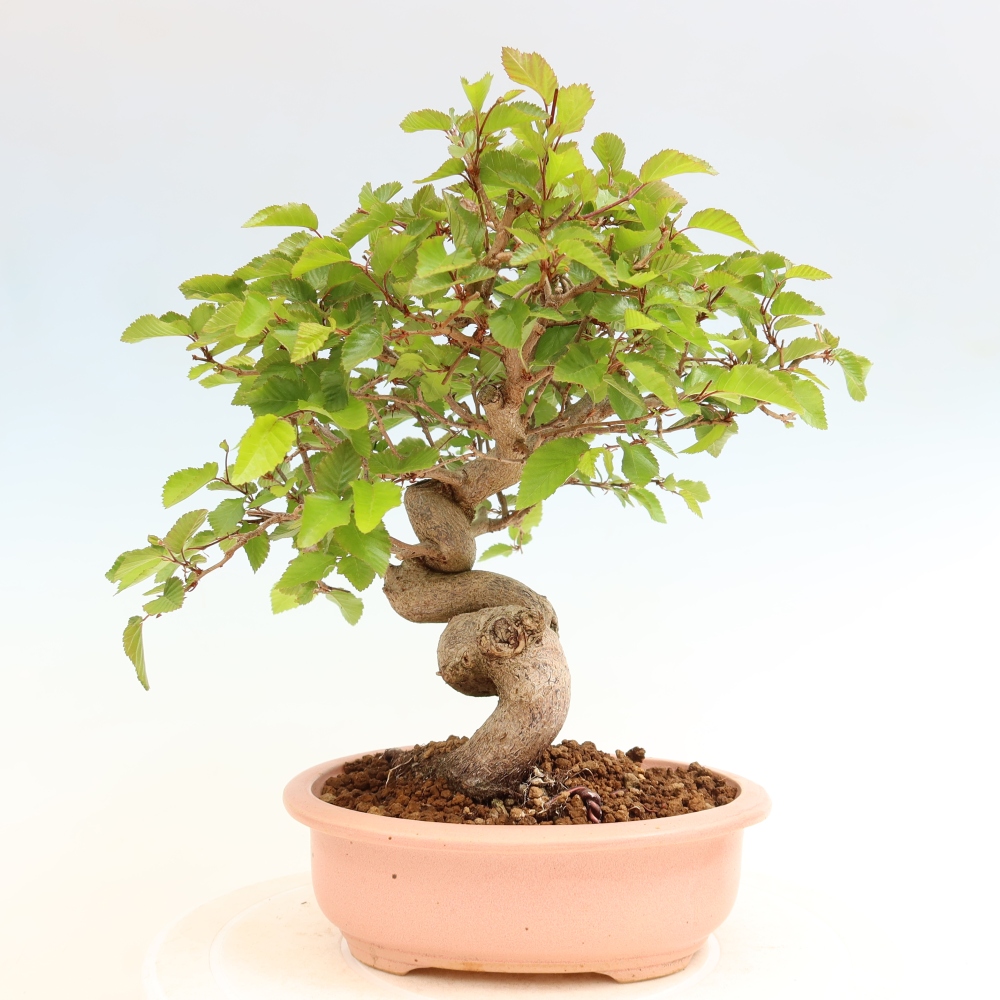 Outdoor bonsai -Carpinus coreana - Korean Hornbeam