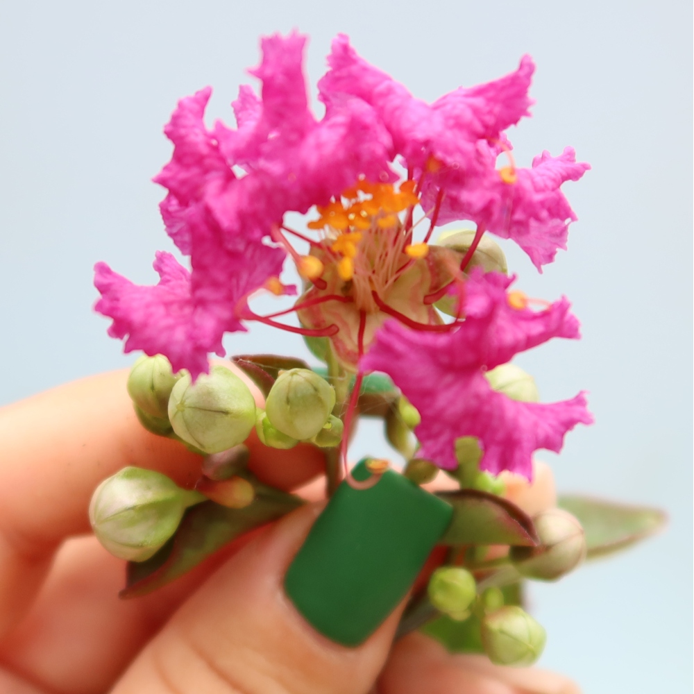 Indoor Bonsai - Lagerstroemia indica - Indian Lilac
