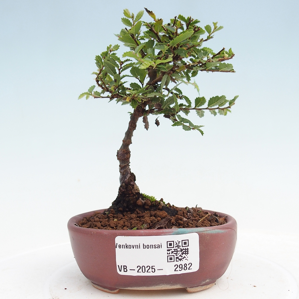 Outdoor bonsai - Ulmus parvifolia Sagei - Small-leaved elm