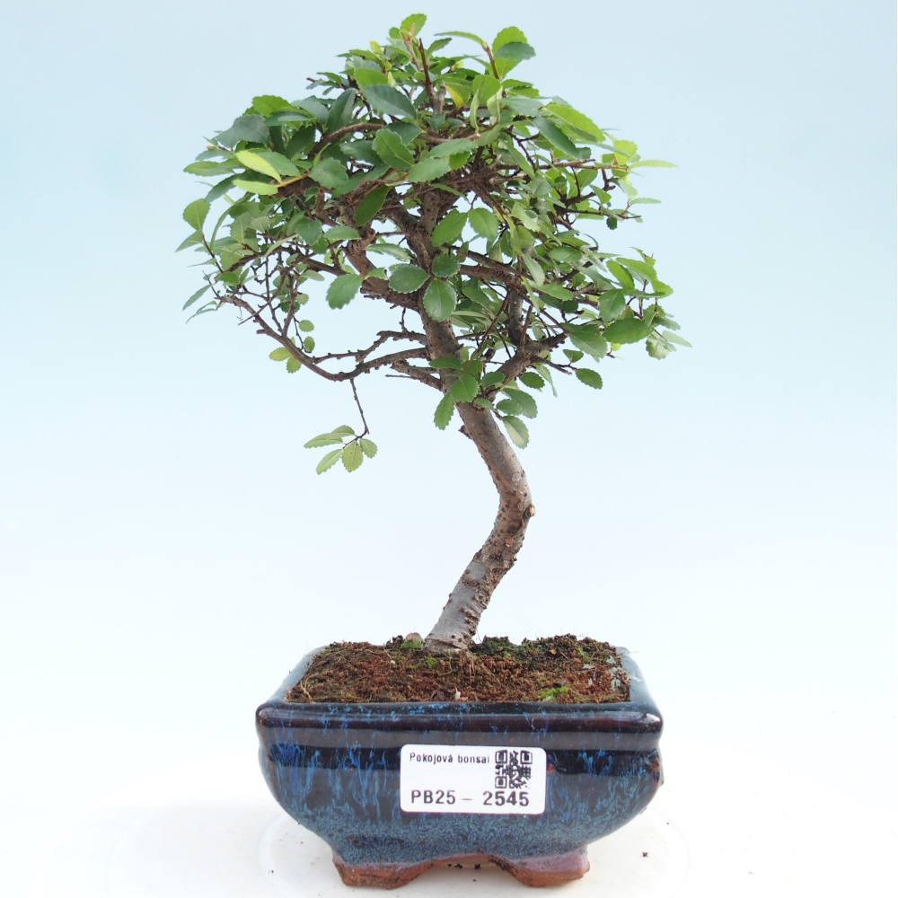 Indoor bonsai - Ulmus parvifolia - Small leaf elm