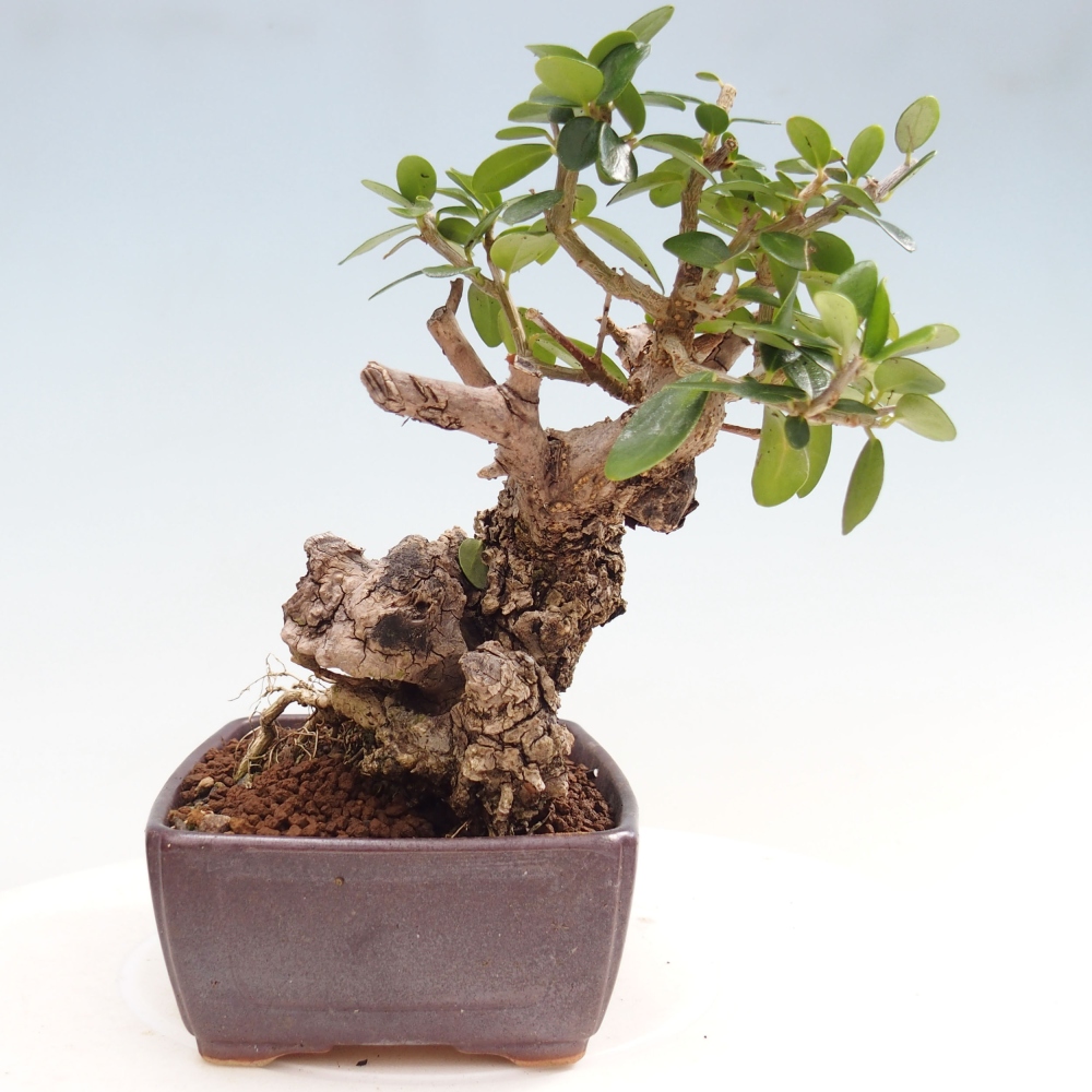 Indoor bonsai - Olea europaea sylvestris - European small-leaved olive oil