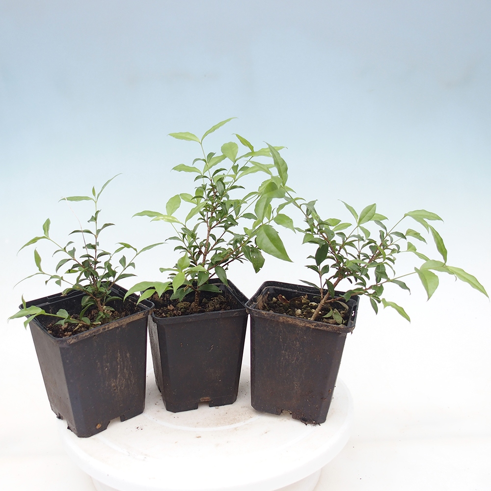 Room bonsai - Malpighia coccigera- Barbdor cherry in container