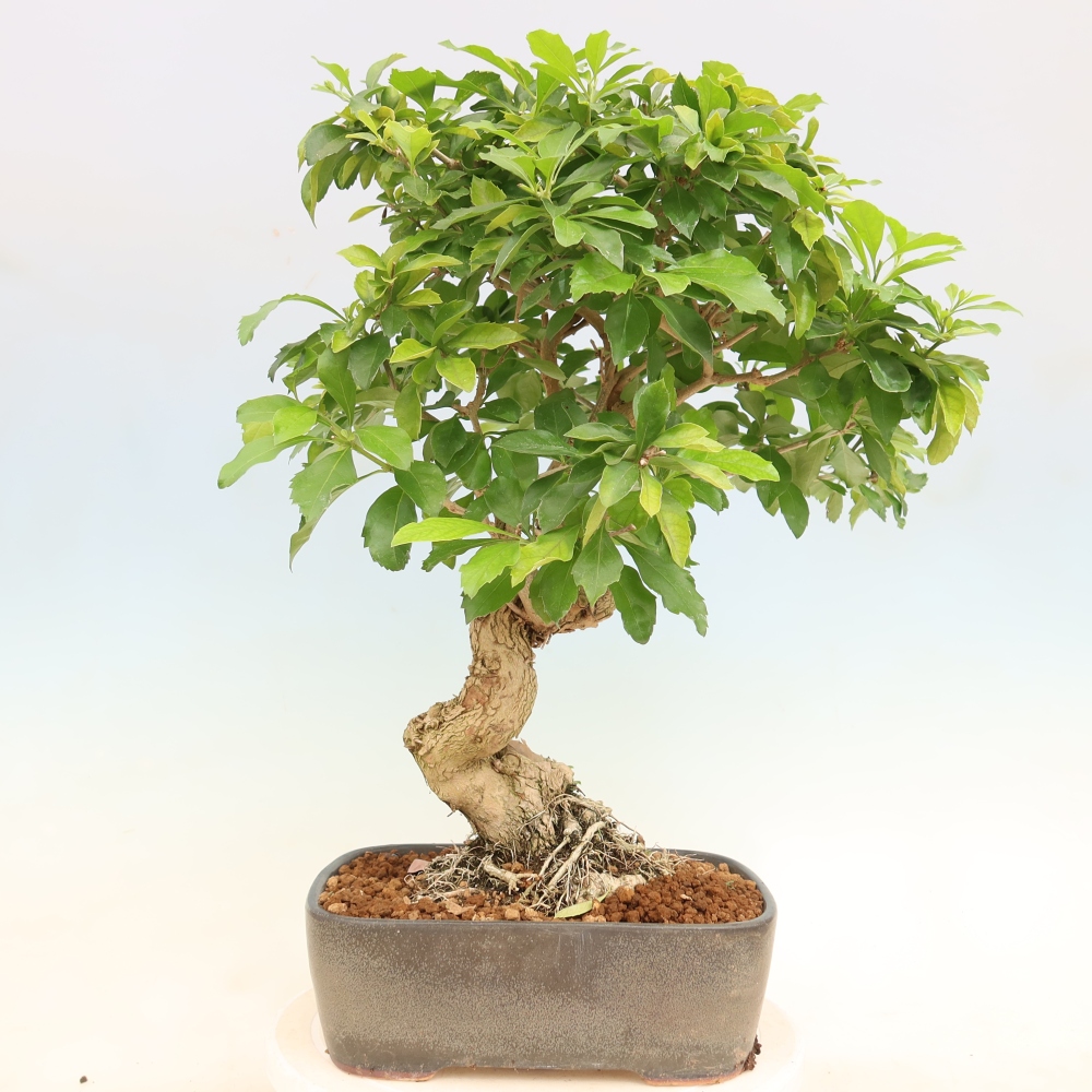 Room bonsai - Duranta erecta Aurea
