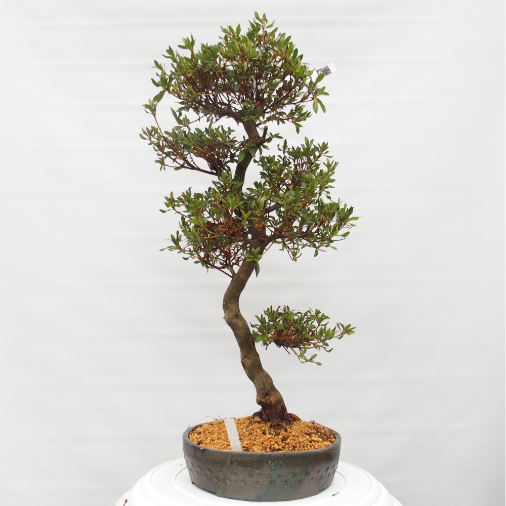 Outdoor bonsai - Japanese azalea - Azalea CHIHIRO