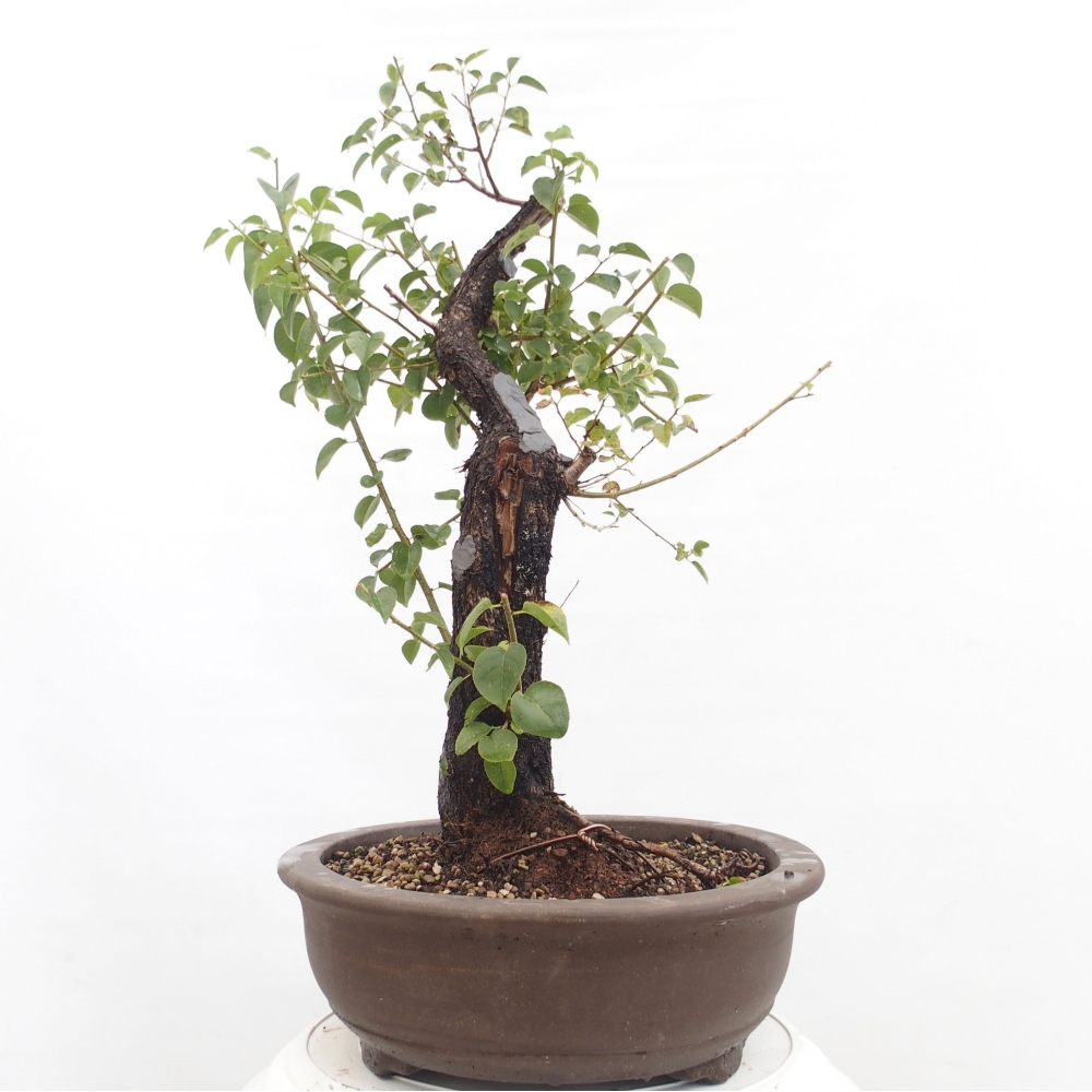 Outdoor bonsai - Mahalebka - Prunus mahaleb