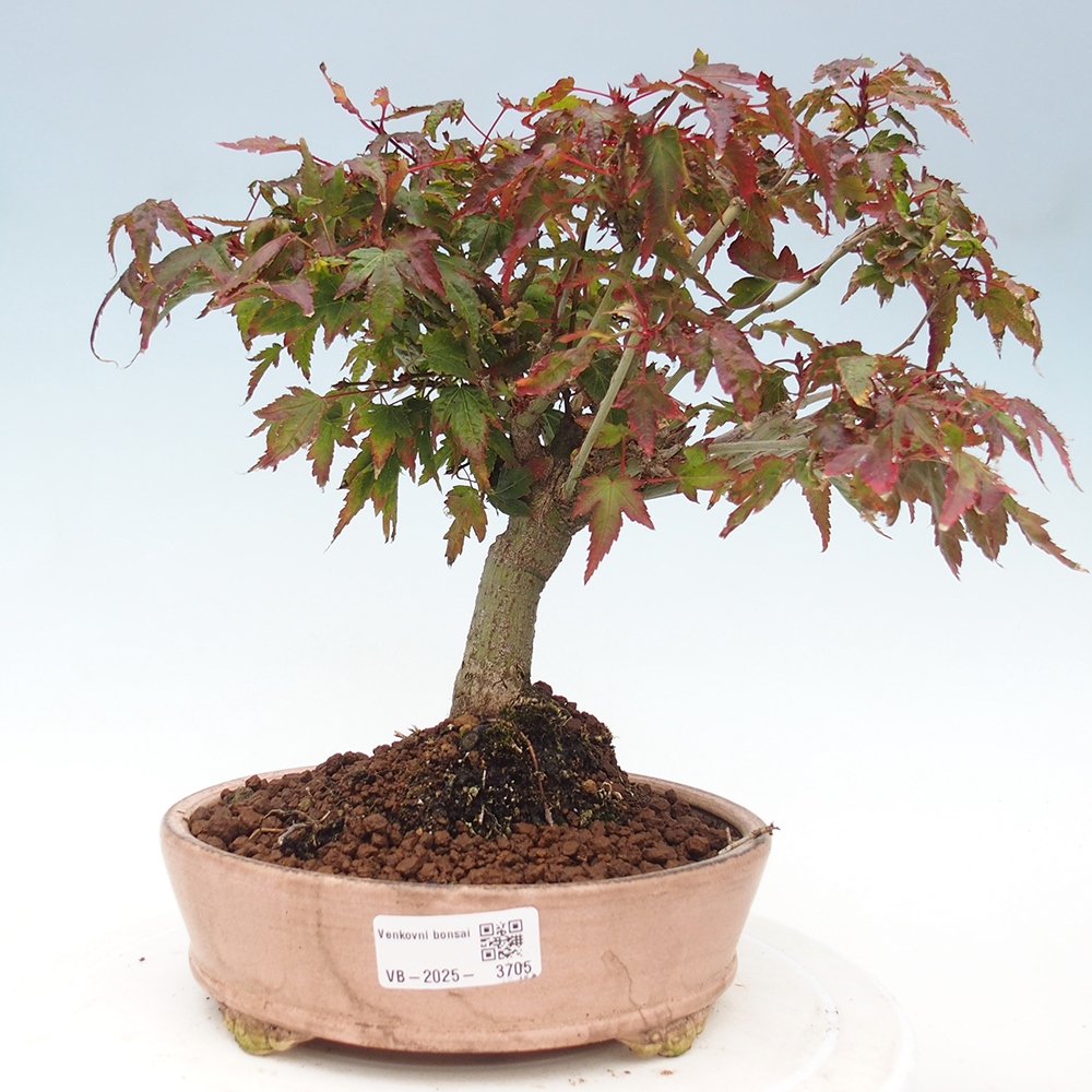 Acer palmatum KIOHIME - Palmetto maple