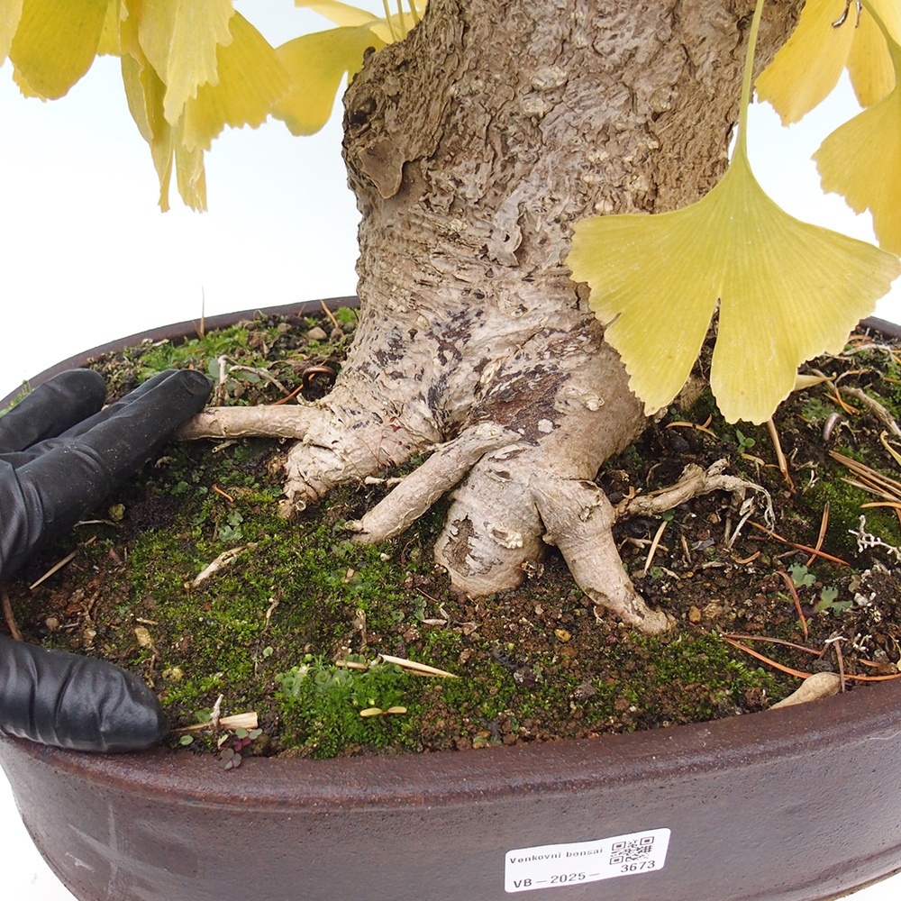 Outdoor bonsai - Jinan biloba - Ginkgo biloba