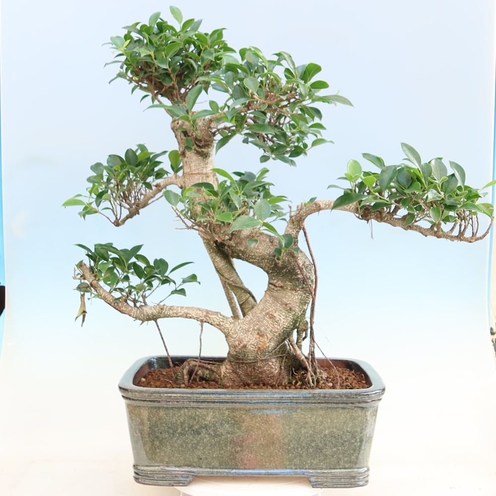 Room bonsai - Ficus kimmen - small-leaved ficus