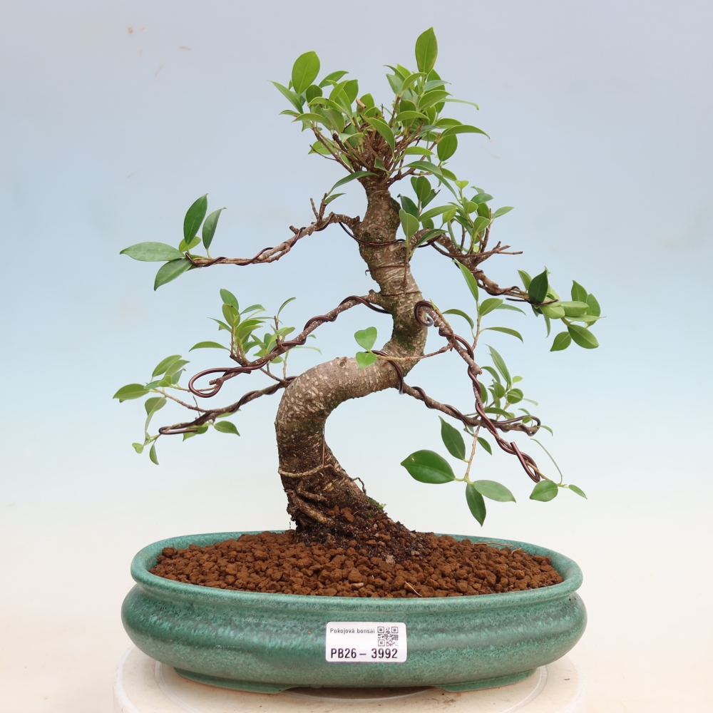 Room bonsai - Ficus kimmen - small-leaved ficus