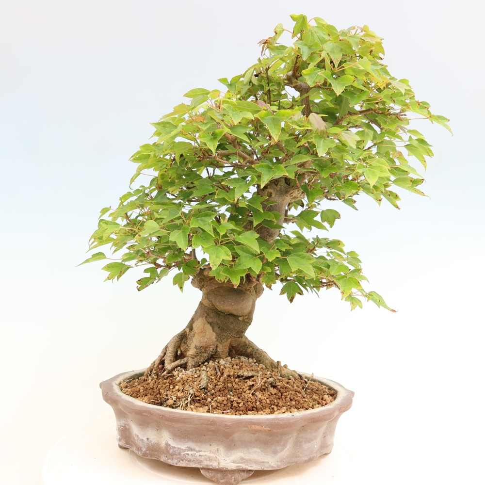 Outdoor bonsai - Maple Burger - Acer Burgerianum