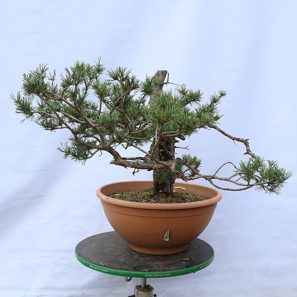 Pinus sylvestris Spain - Scots pine