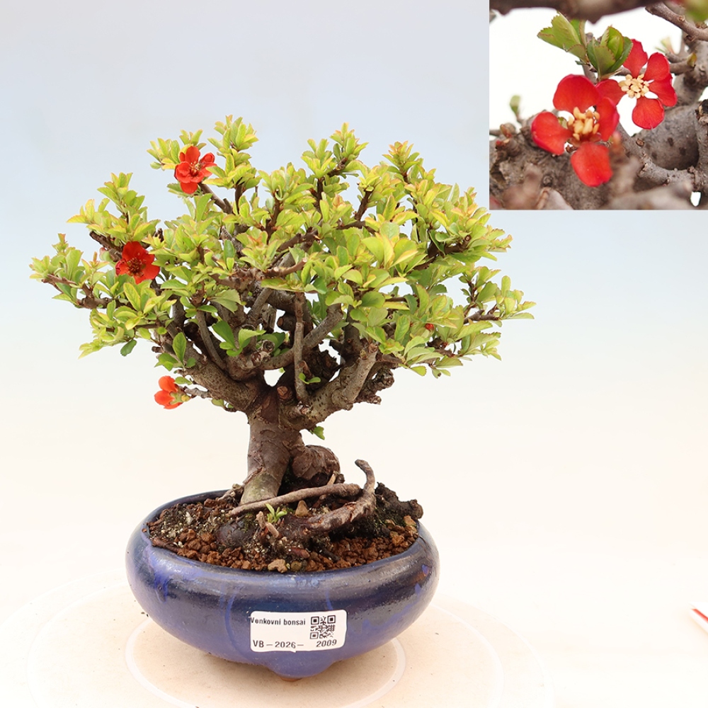 Outdoor bonsai - Chaneomeles speciosa Chojubai