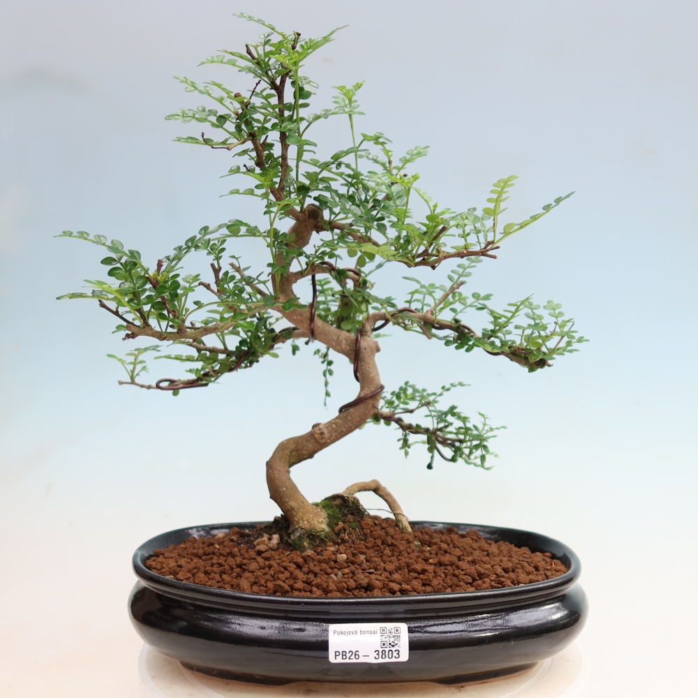 Room bonsai - Zantoxylum piperitum - pepper tree