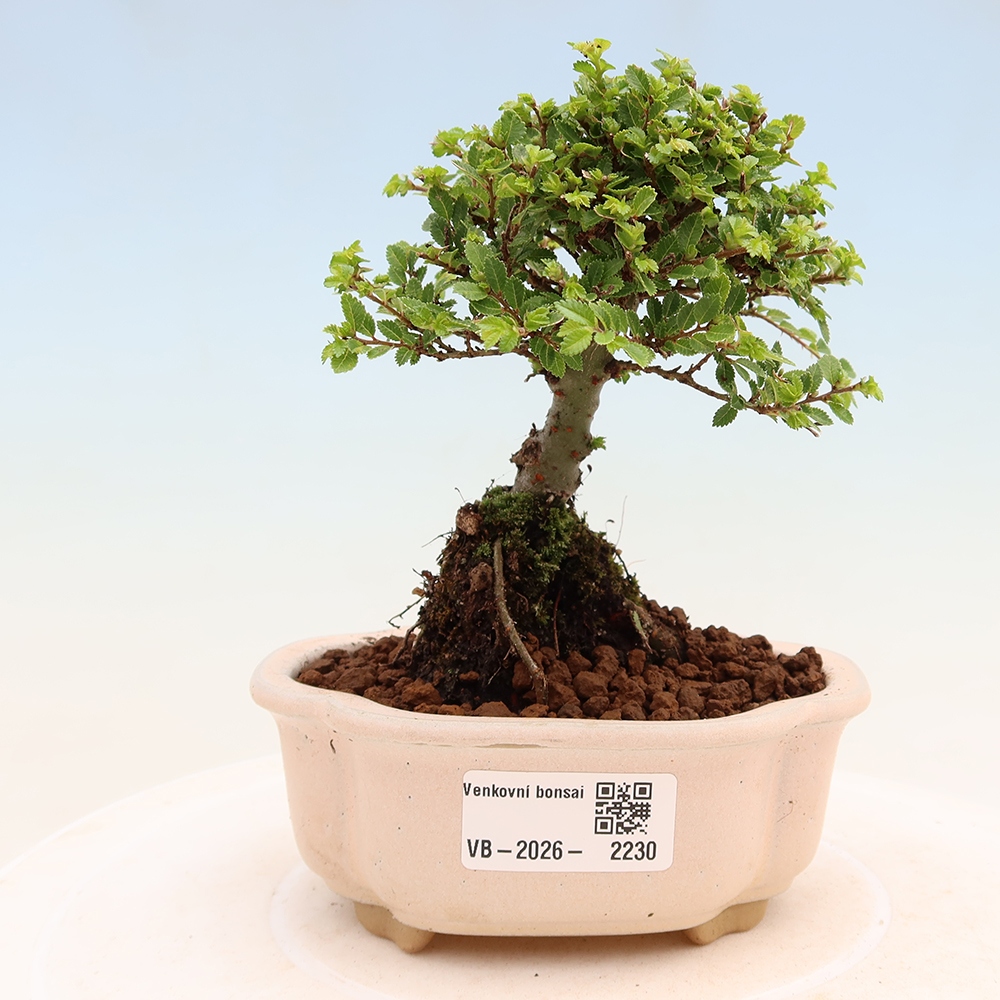 Outdoor Bonsai - Ulmus parvifolia 'Sagei' - Small-leaved Elm