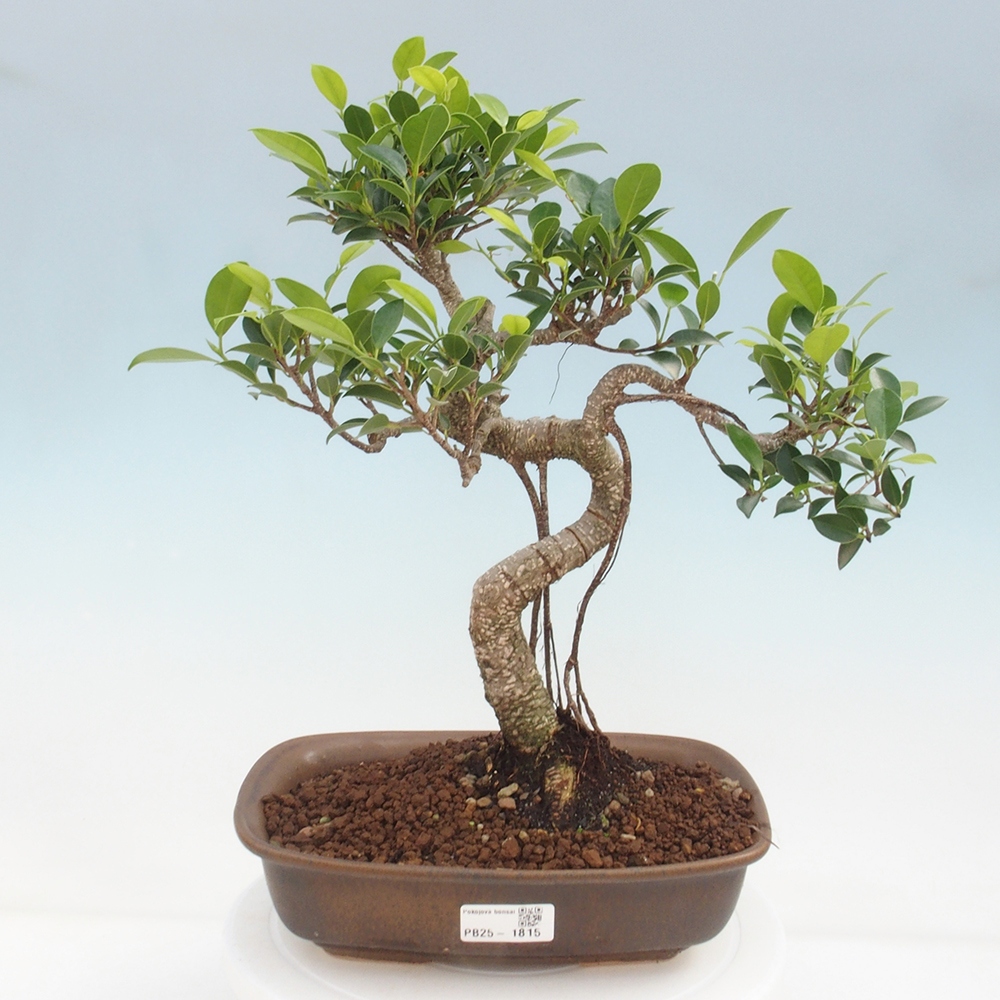 Indoor bonsai - Ficus kimmen - small-leaved ficus