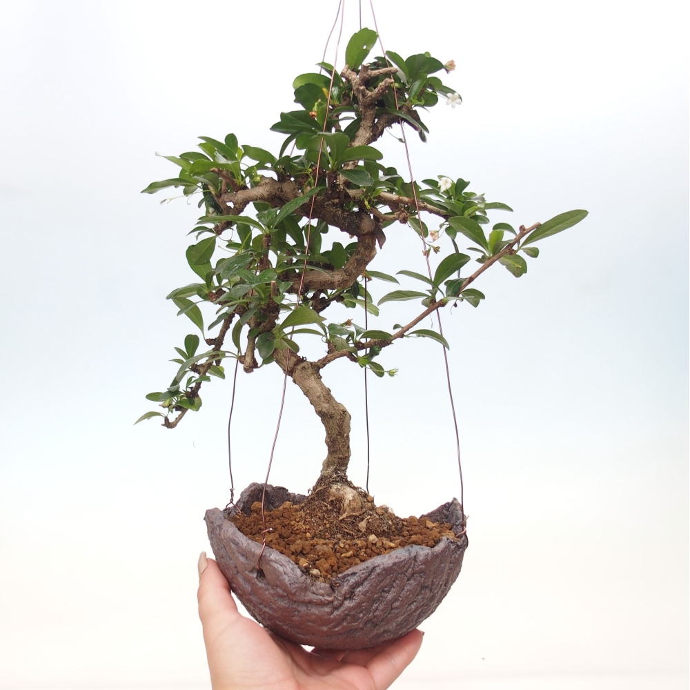 Kokedama in ceramics - Tea-fuki - Carmona macrophylla