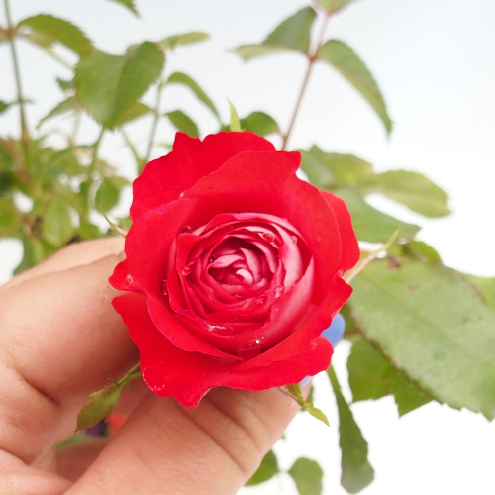Outdoor bonsai - Rosa Kordes -  rose