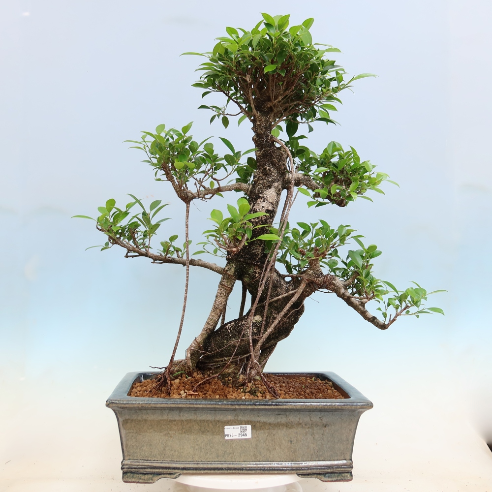 Room bonsai - Ficus kimmen - small-leaved ficus