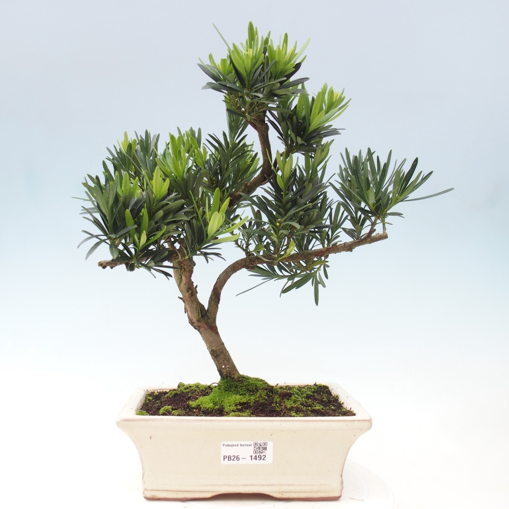 Room bonsai - Podocarpus - Stone Yew